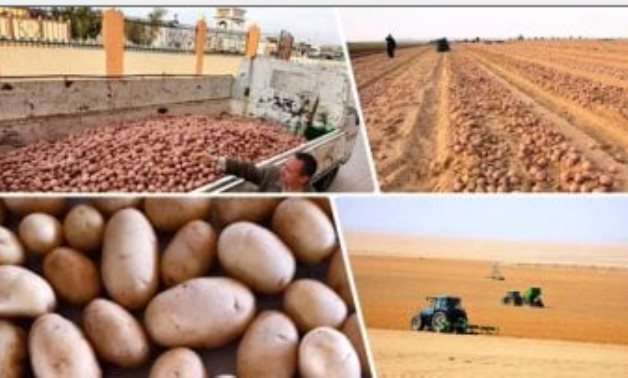 الزراعة: فحص أكثر من مليون طن بطاطس مائدة معدة للتصدير