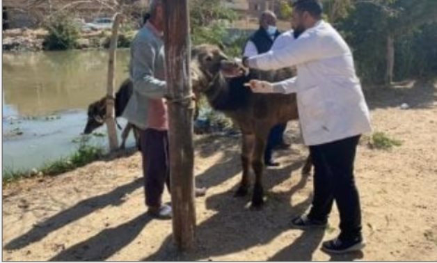 القانون يُحدد عقوبة مزاولة مهنة الطب البيطري بالمخالفة للقانون.. تفاصيل