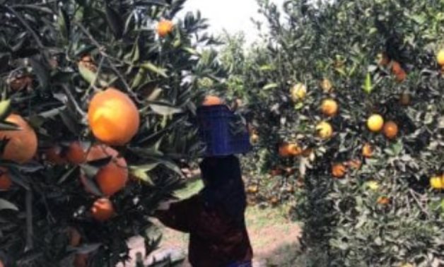 من خير بلدنا.. صادرات مصر الزراعية تكسر رقما قياسيا.. والموالح فى المقدمة