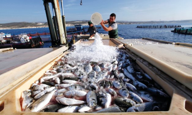 القانون يحظر استغلال جزر البحيرات فى رعاية الماشية وصيد الطيور.. اقرأ المنصوص