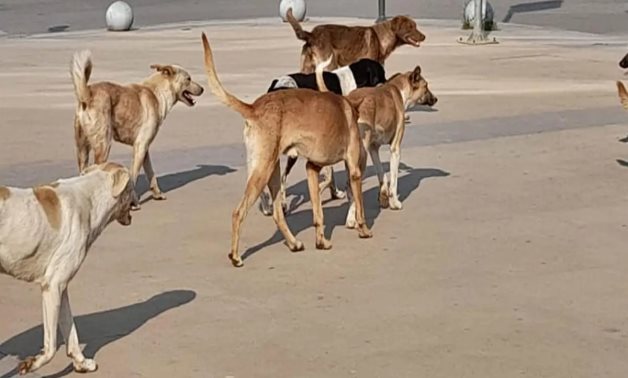 معلومات الوزراء: خطة وطنية لمواجهة كلاب الشوارع الضالة.. و4 محاور لضبط التكاثر.. فيديو