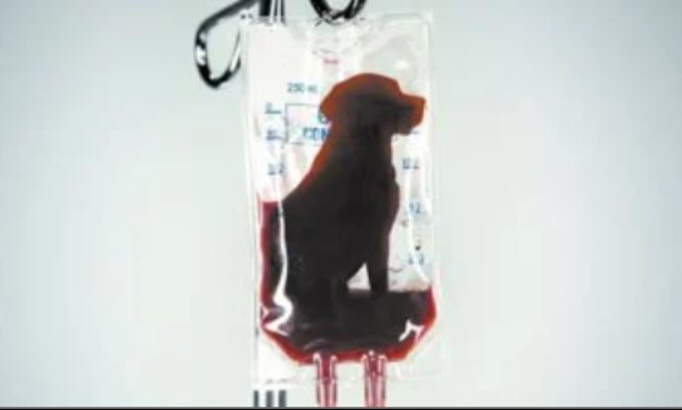 البيزنس الأسود.. باحث بجامعة إلينوى الأمريكية يكشف فى حوار خاص خبايا تصدير دماء الكلاب الضالة من مصر لأمريكا.. الجعفرى: دماء الكلاب المصرية غنية بالأجسام المضادة.. تصنع منها أمصال لعلاج مرض البارفو