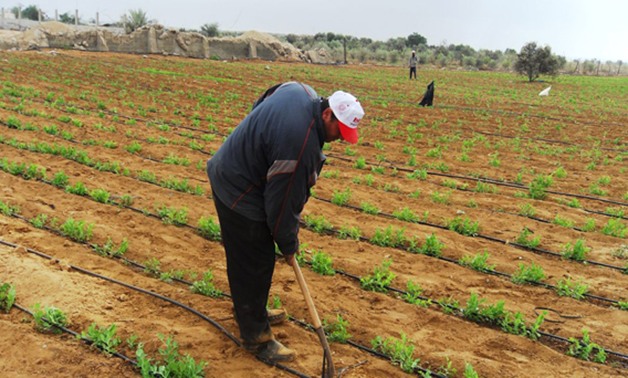 وزارة الزراعة: فتح منافذ جديدة فى سيناء لبيع السلع الغذائية بتخفيضات تصل لـ30%