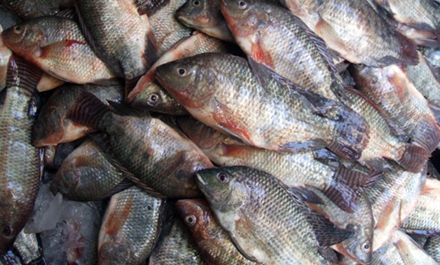 نائب الإسكندرية: نوات البحر سبب ارتفاع أسعار السمك وستنخفض الفترة القادمة