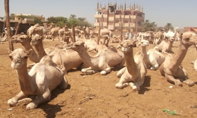 "الحجرالبيطرى" بأسوان يفرج عن شحنة تضم 2500 جمل واردة من السودان