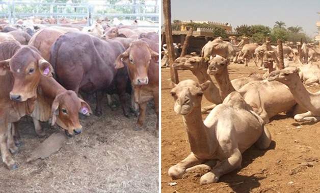 "الزراعة": ننسق مع "السودان" لتعديل بعض اشتراطات استيراد الماشية والجمال
