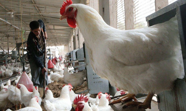 وزارة الزراعة تُسيطر على أنفلونزا الطيور بـ15 محافظة فى 53 بؤرة منزلية وسوق ومزرعة
