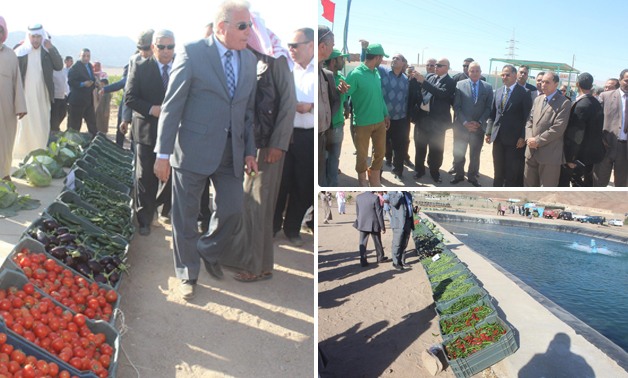بالصور.. الوفد البرلمانى بجنوب سيناء يتفقد مزرعة العجول وسوق الخضار بطور سيناء