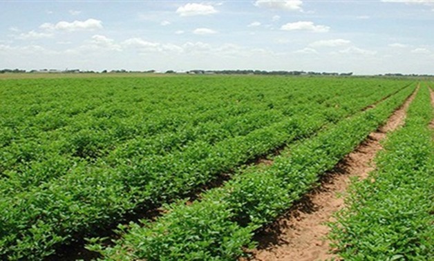 "الزراعة":ارتفاع المساحات المنزرعة بالمحاصيل الصيفية لـ3.1 مليون فدان  