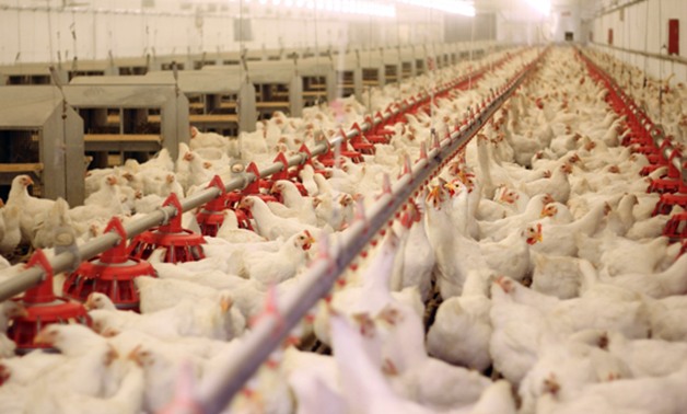 الطب البيطرى: إغلاق 21 مزرعة دواجن لرفض أصحابها تحصين الطيور قبل بيعها