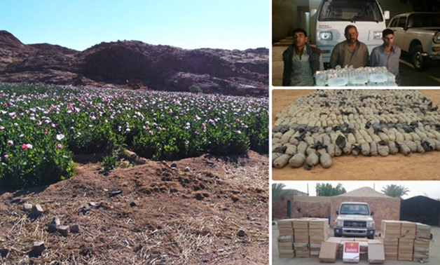بالصور.. قوات حرس الحدود تنجح فى ضبط "21" مزرعة لنبات الخشخاش المخدر