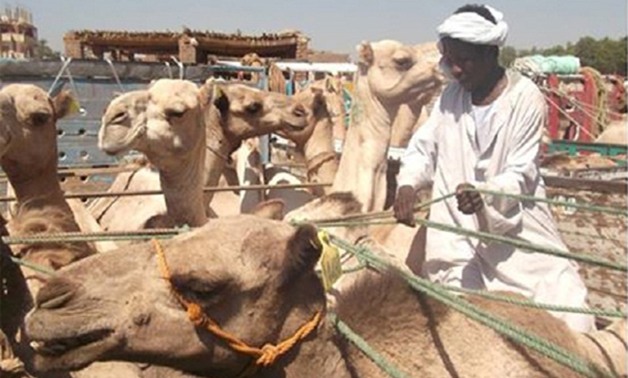 "الحجر البيطرى" بأسوان يفرج عن شحنة تضم 4100 جمل واردة من السودان