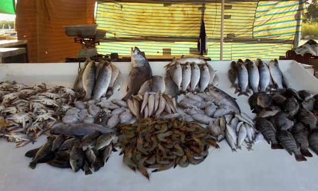 "التموين": فتح منافذ تسويق الأسماك خلال أعياد شم النسيم وطرح كيلو الرنجة  بـ21 جنيها  