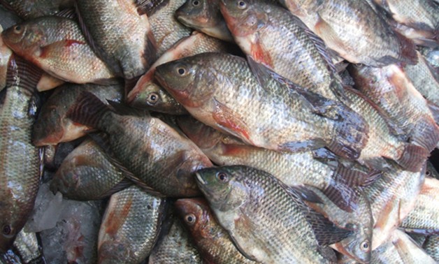 شعبة الأسماك: ارتفاع أسعار البورى والبلطى فى الأسواق