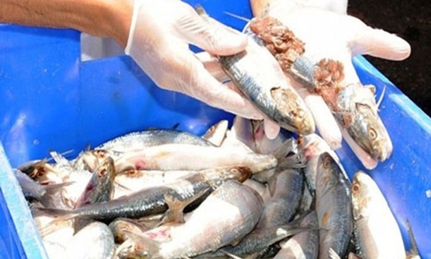 ضبط 5 أطنان أسماك مجمدة فاسدة بالدقهلية