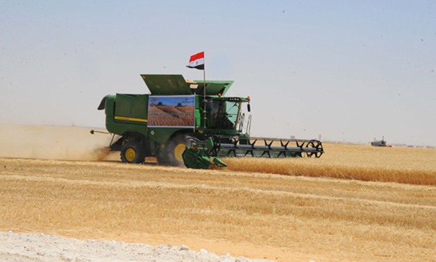 "هيئة السلع التموينية": مصر تشترى 300 ألف طن من القمح 