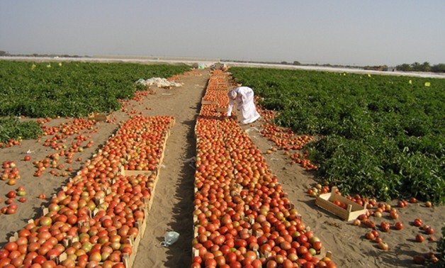"زراعة الأقصر" ردًا على تلف 8 آلاف فدان طماطم: المبيدات غير المرخصة السبب