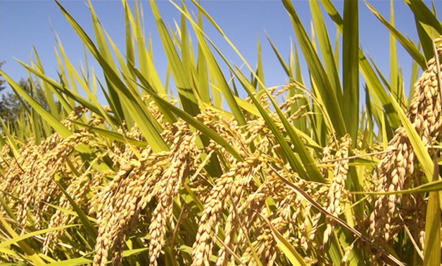 "القابضة الغذائية": استيراد 80 ألف طن أرز لطرحها بـ"المجمعات"