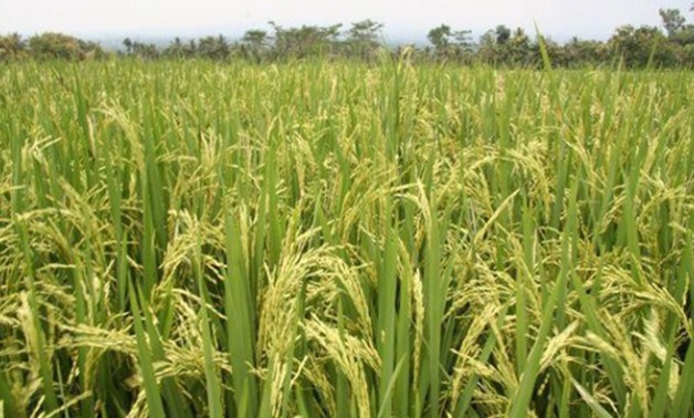 النائب عصام الصافى يطالب الحكومة بحصر الأراضى "المملحة" وتخصيصها لزراعة الأرز