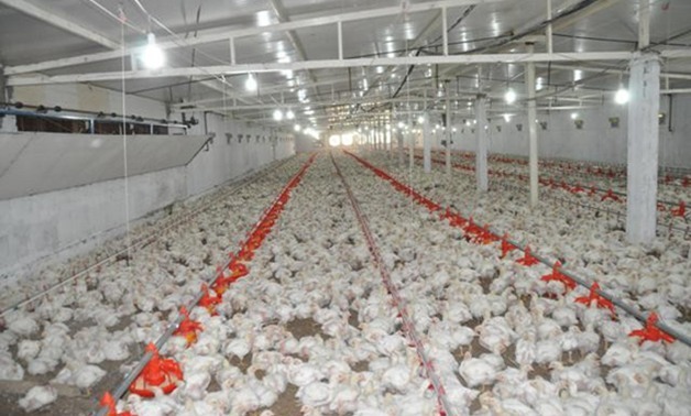 مفاجأة.. المصريون يستهلكون 1.8 مليون دجاجة يوميا فى شهر رمضان
