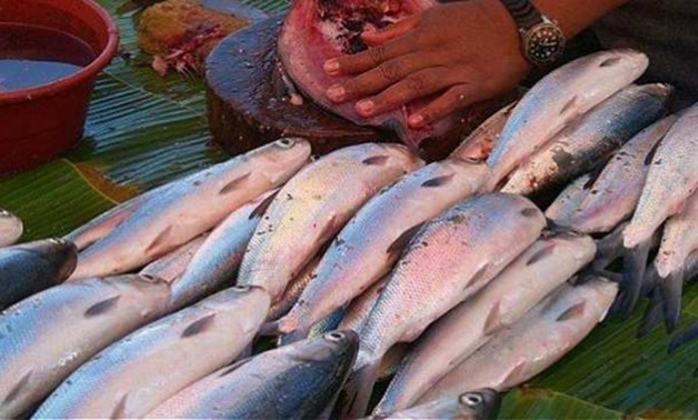 مصر ثانى دولة عالميا فى إنتاج السمك البلطى.. ونواب لجنة الزراعة: نسعى لجعلها الأولى