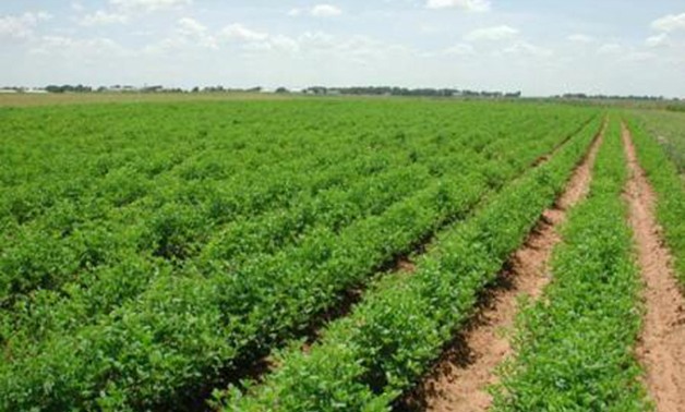 اتفاق مصرى بلغارى لتنظيم تداول مبيدات الآفات الزراعية حفاظا على الصحة العامة