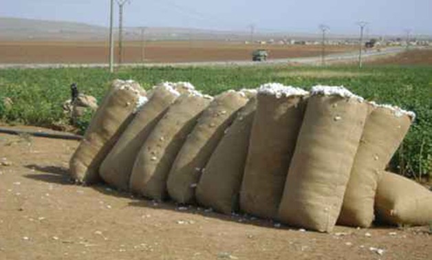 محافظ دمياط: زراعة 6400 فدان قطن و57 ألف فدان من الأرز بالموسم الحالى