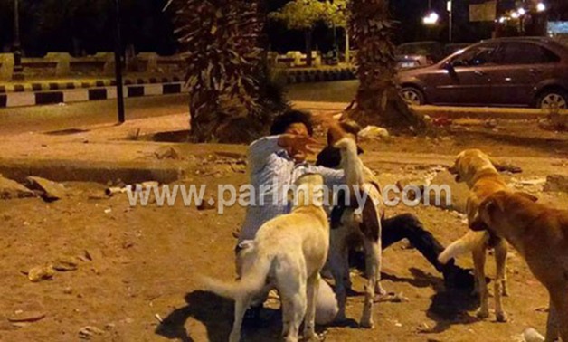 بالصور.. كلاب ضالة تهاجم طفلاً بالسويس وتعقره.. ومصدر طبى: الحادث يتكرر يوميا