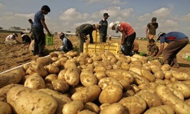الجريدة الرسمية تنشر قرار الزراعة بحظر استيراد "تقاوى البطاطس" إلا للشركات المعتمدة