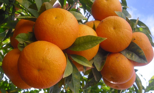 مصر تصدر "برتقال وفراولة وعنب" بـ6 مليارات جنيه فى 9 أشهر