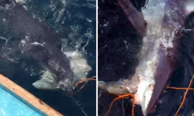 بالصور .. ظهور القرش "ماكو" مجددًا فى مياه السخنة بالسويس