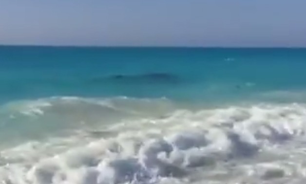قارئ يرصد بالفيديو ظهورًا جديدًا لحوت على شاطئ قرية بالساحل الشمالى 