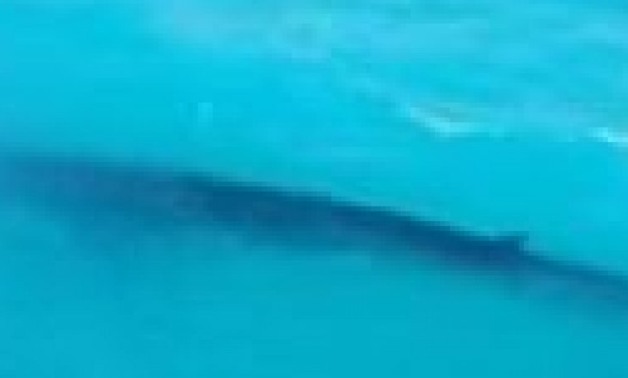 بالفيديو.. حوت الساحل الشمالى يظهر للمرة الثانية.. ومصادر إعلامية: تم انتشاله 