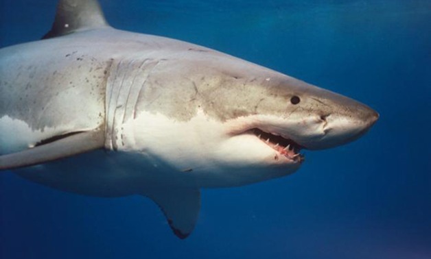 البيئة: حملات موسعة مع شرطة المسطحات لضبط صائدى أسماك القرش