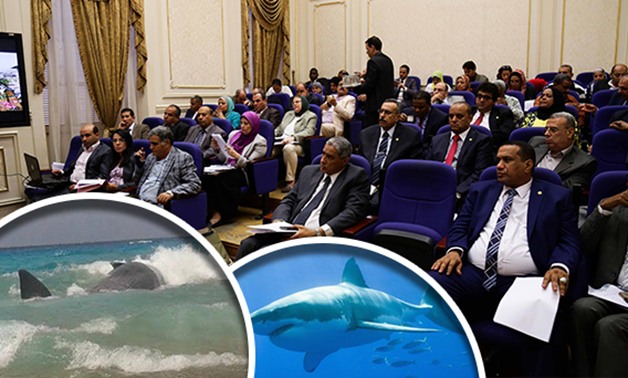 البرلمان يلزم "البيئة" بإرسال تقارير عن الحيتان وأسماك القرش بعد تهديد حياة المواطنين 