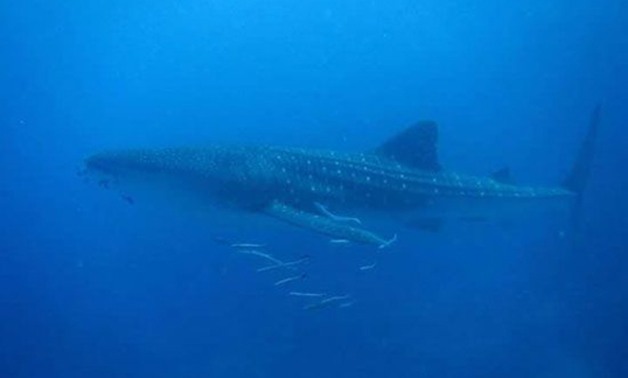 جمعية الإنقاذ البحرى تعلن ظهور القرش الحوتى المسالم مجددا جنوب الغردقة