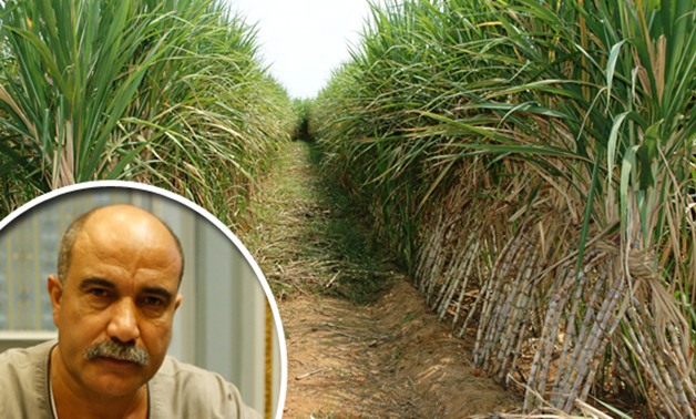 وكيل "زراعة البرلمان" يطالب الحكومة بفتح أسواق جديدة لتصدير المحاصيل المصرية