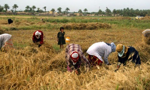 نائب كفر البطيخ يتقدم بطلب إحاطة للحكومة بسبب زراعة الأرز