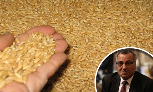 "على طريقة سيب وأنا سيب".. نائب عن استيراد القمح الروسى: أنقذ مصر من ورطة