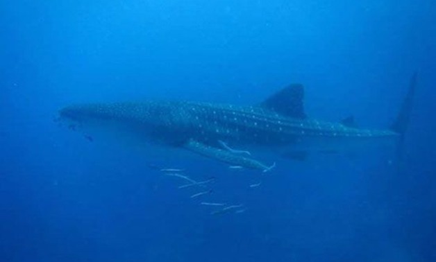 "البيئة": تكرار ظهور أسماك القرش فى البحر الأحمر مؤخرا يدل على نقاء المياه