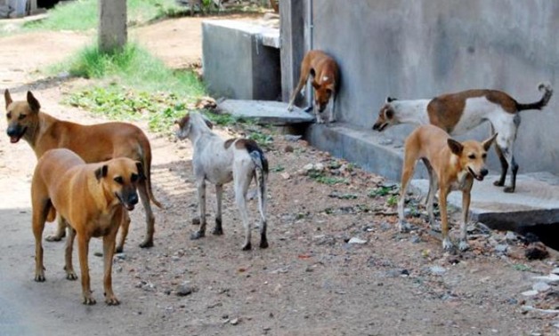 حملة للقضاء على الكلاب الضالة بشوارع منطقة الملاحة فى السويس