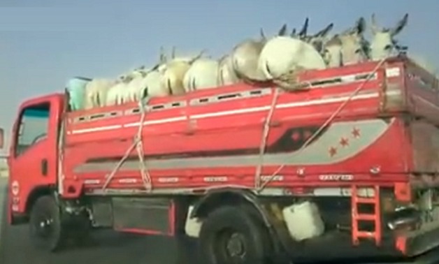 بالفيديو.. الأمن يوقف سيارة محملة بالحمير مجهزة للذبح متجهة من الفيوم للقاهرة