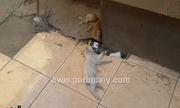 بالصور.. انتشار القطط و"مناشر الغسيل" داخل مستشفى حميات بنى سويف