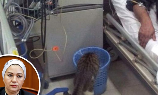 النائبة زينب سالم فى طلب إحاطة لوزير الصحة: "القطط" تحتل مستشفيات الشرقية