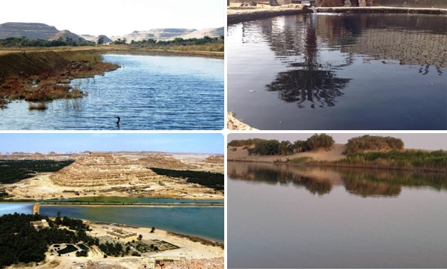 بالصور.. نائب مطروح: بوار ولف 500 فدان نخيل وزيتون خلال 3 سنوات بسبب المياه الجوفية