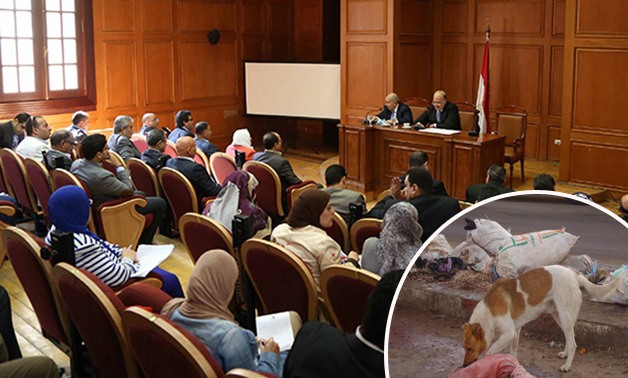 مسؤول بـ"الزراعة" أمام "طاقة البرلمان": 15 مليون كلب ضال فى مصر.. وإعدام 300 ألف مسعور سنويا 