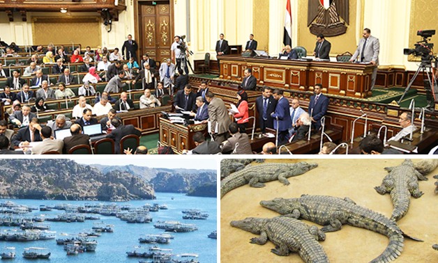 مصر تصدر التماسيح 2020 