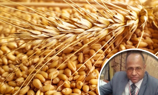 عضو "زراعة البرلمان": ارتفاع سعر القمح إلى 650 جنيها للأردب ضرورة حتمية 