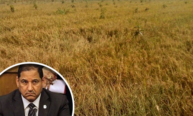 استجابة لـ "برلمانى".. وزارة الرى توافق على زراعة 70 ألف فدان أرز بالغربية 