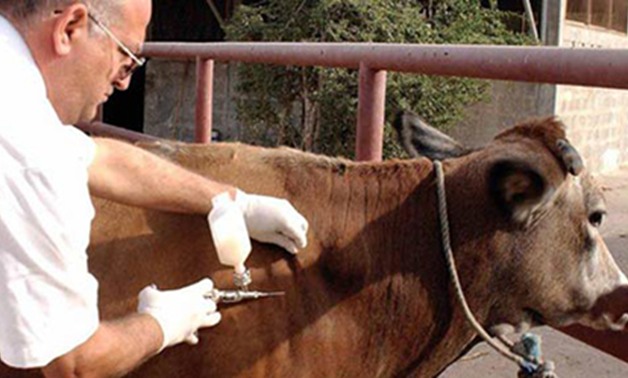 نائب يطالب وزارة الزراعة بتحصين الماشية فى المحافظات ضد الأمراض الوبائية